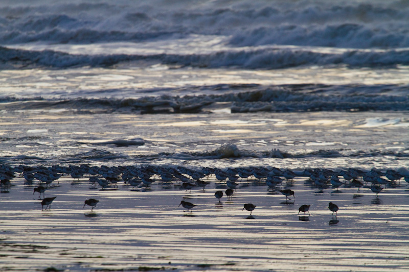 Sanderling And Dunlin In Surf